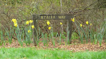Azalea-Way1